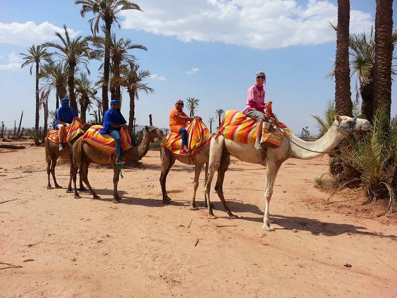 Marrakech Palm Grove